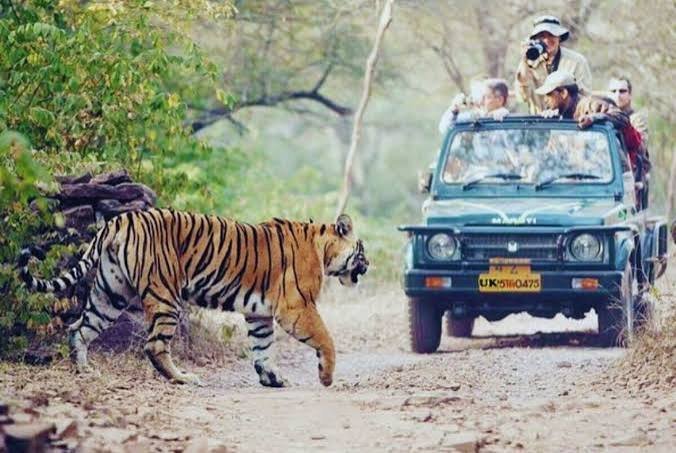 Jungle Safari